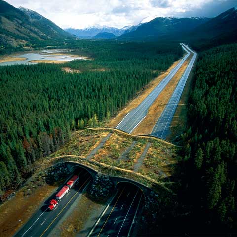 Daytime aerial photo of a highway near Banff, Canada with an overpass for wildlife, including bears. Dense forest surrounds the highway, which has a total of four lanes divided by a median. The top of the overpass is covered with plantings, which makes it blend in with the surrounding landscape. A truck is emerging from the underpass. Mountains and a body of water are in the background.  