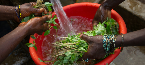 Two pairs of hands, one left, one right, wash leafy greens in a red bucket, under a stream of water from a water gravity system in a village in northern Sierra Leone. The water is drawn from a local mountain.