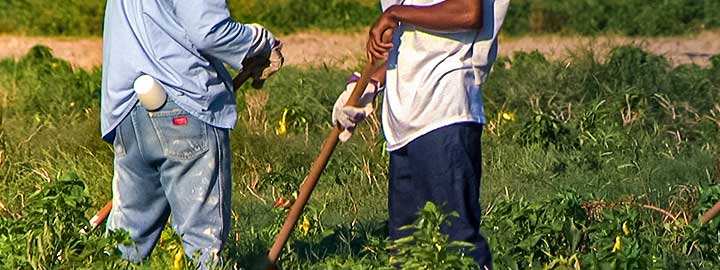 A photo of prisoners at the maximum security Louisiana State Penitentiary known as Angola at work in the prison farm.