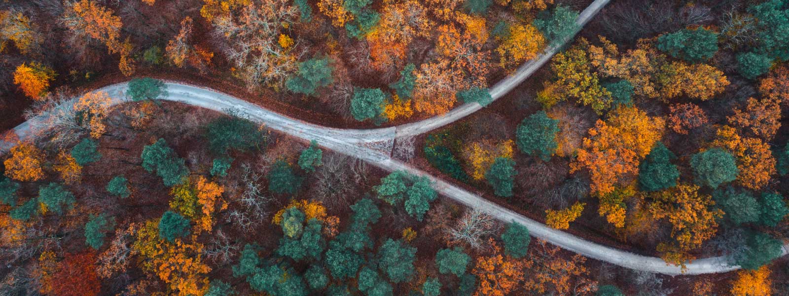 road with trees