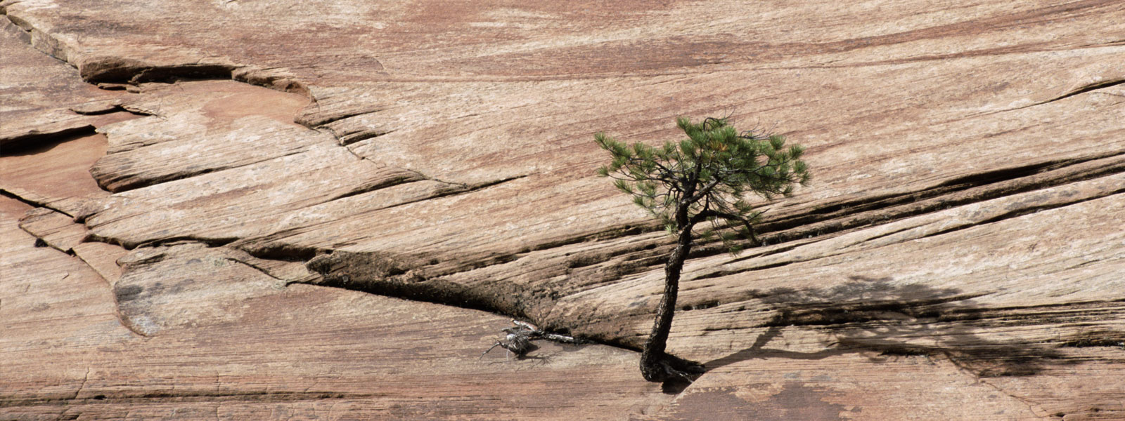 Lone tree growing in rock formation