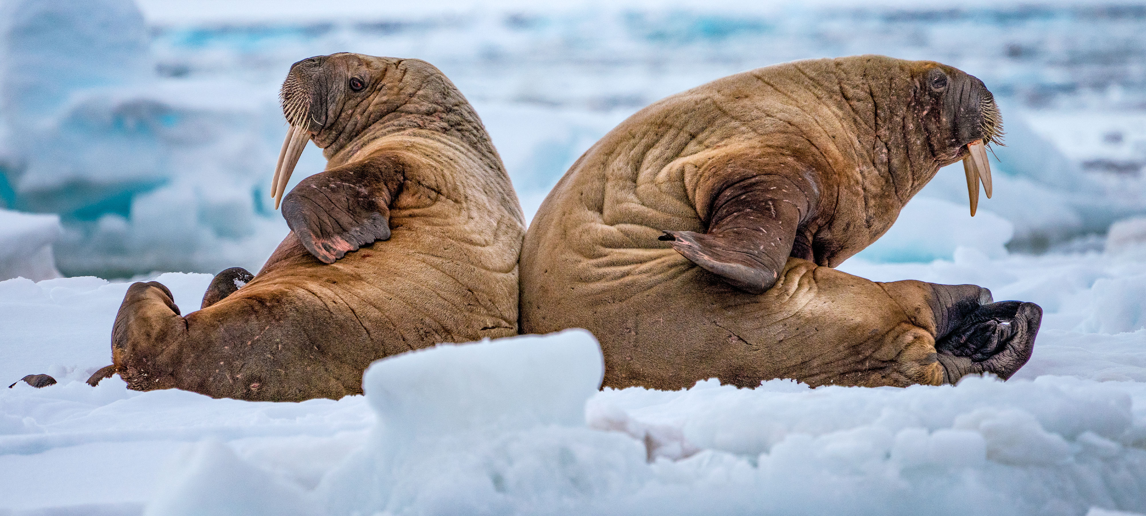 Two walruses seen in profile sitting with their backs against each other on ice floating off the coast of Norway.