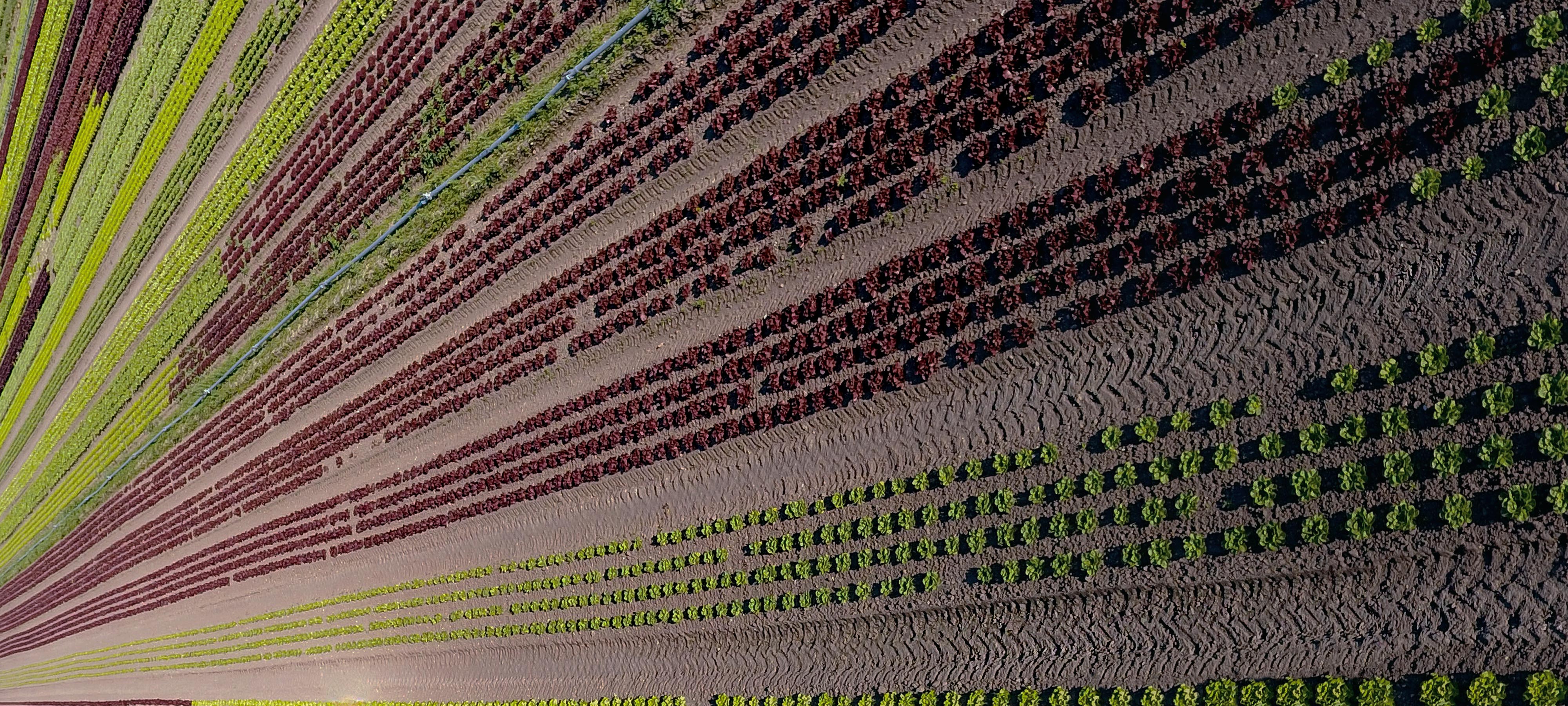 An aerial view shows rows of different varieties of lettuce planted in the ground. The lettuce varieties are different colors, and form horizontal stripes.