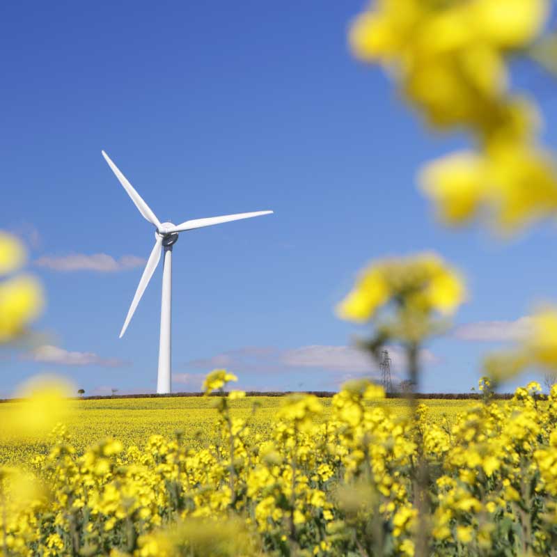 Wind turbine with flower field