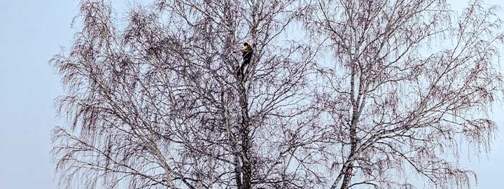 Siberian student scales birch tree for internet access as classes move online