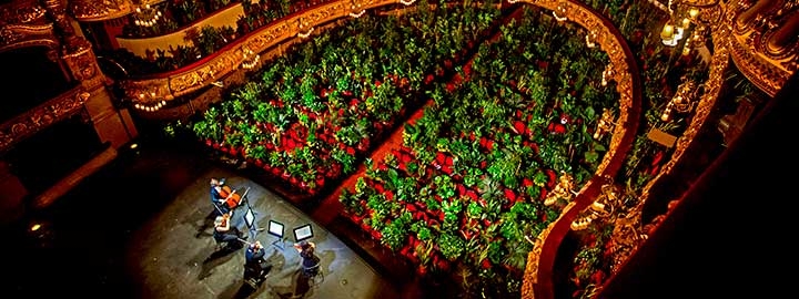 An aerial image of auditorium Gran Teatre del Liceu in Barcelona, Spain taken from above the stage, where four musicians sit rehearsing. The ornate auditorium has 2,292 seats, all of which are occupied by leafy plants. 