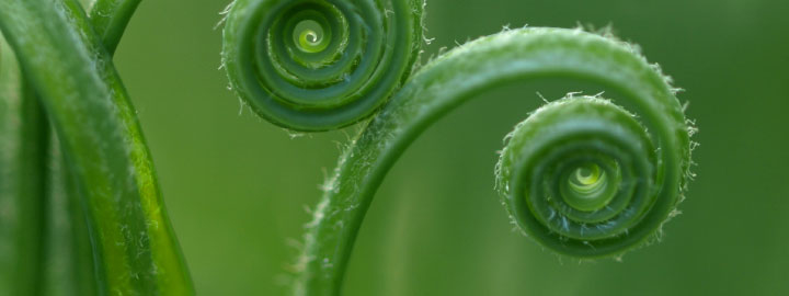 macroshot of a plant