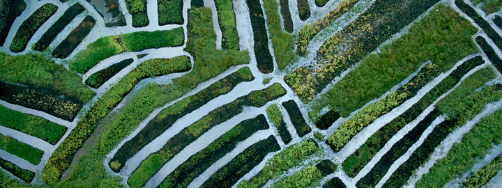 Banana crop field