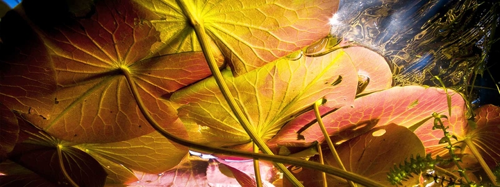 Lilly pads