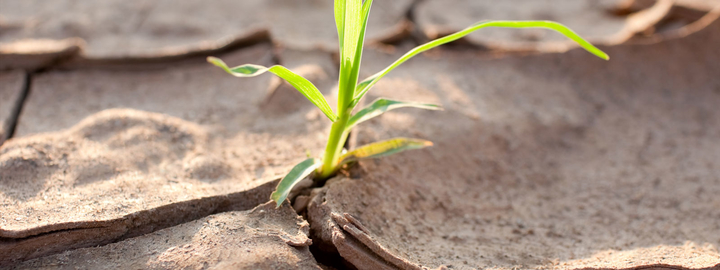 Plant in the dry soil