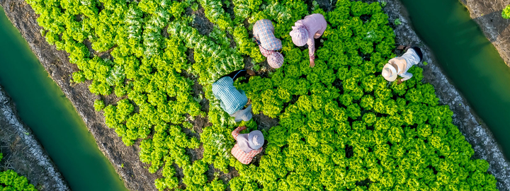 lettuce farm