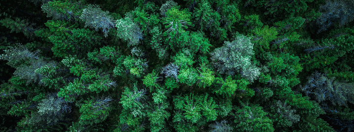 above the forest trees