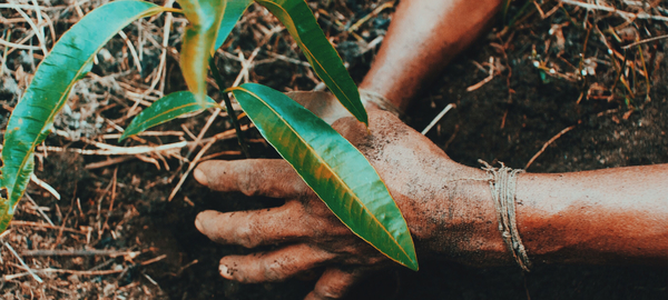 A close up of hands planting a tiny seedling in soil and straw as part of the Trillion Tree Campaign in the Sierra Nevada de Santa Marta, Colombia.