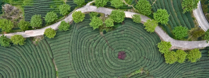 mountain tea garden aerial