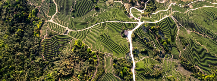 aerial view of tea plantation