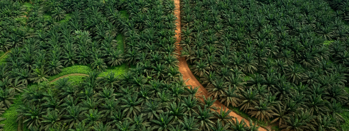 Aerial View of Palm Oil Plantation [Ghana]