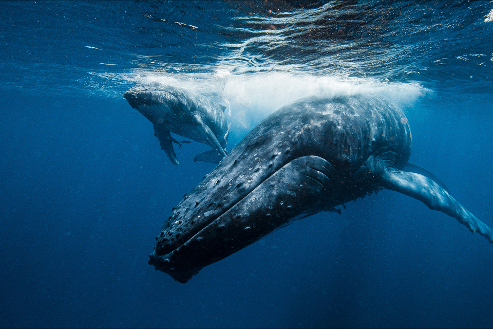 humpback whale