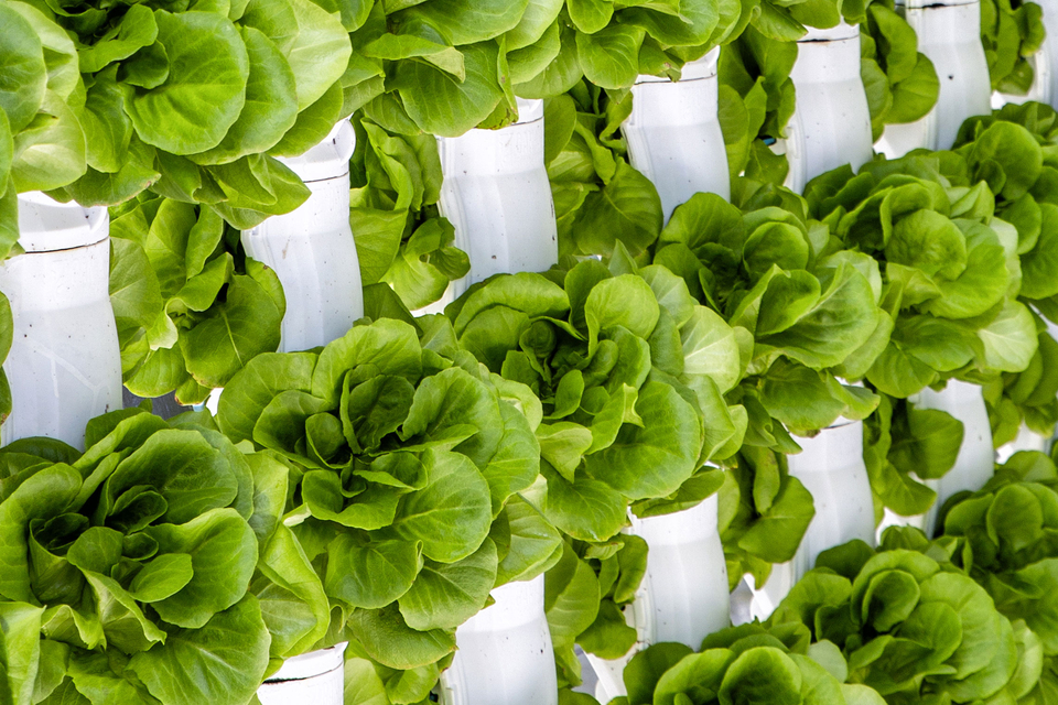 Beautiful green butter lettuce growing upright in rows in columns at a hydroponic farm South Africa