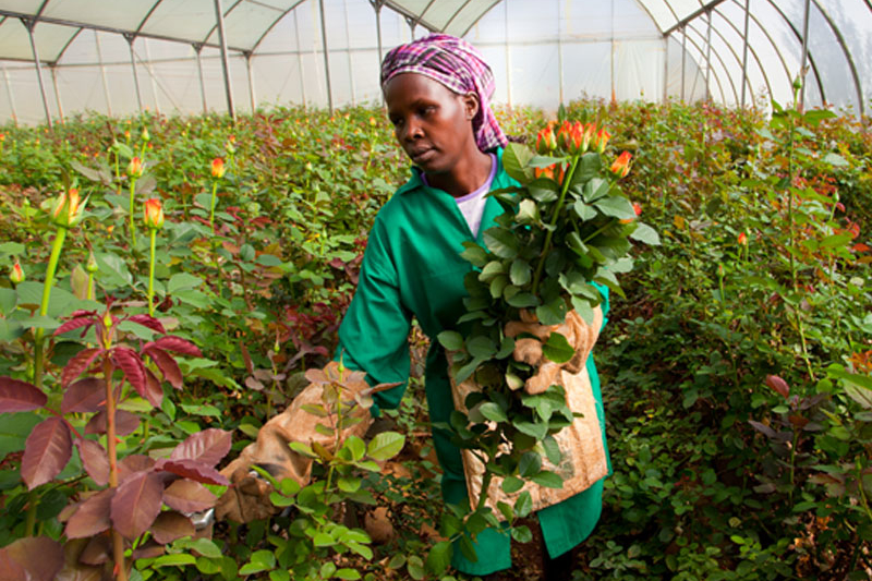 Kenya fair trade cultivation of roses