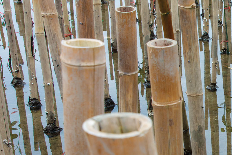 Japanese bamboo