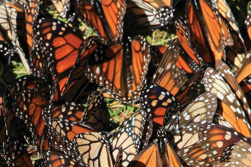 Monarch butterflies