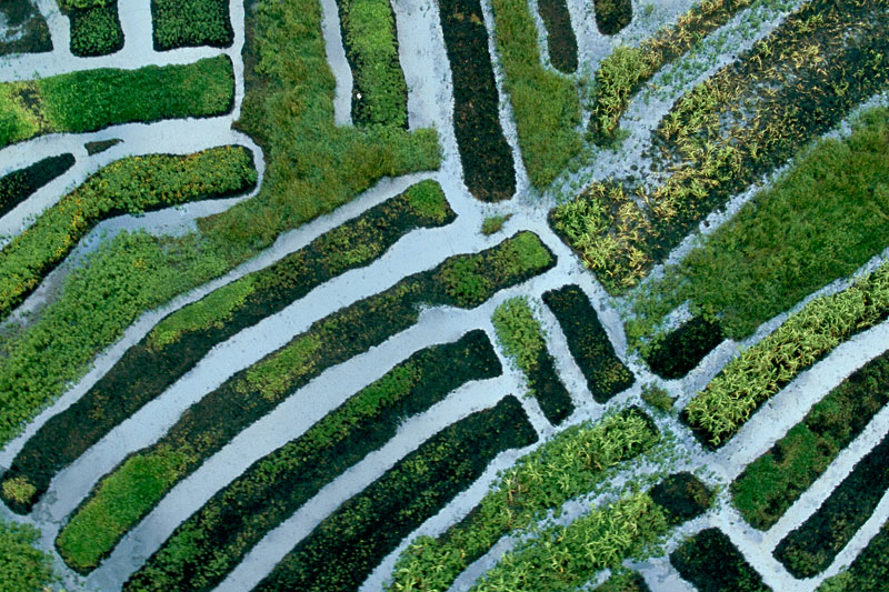 Field of crops