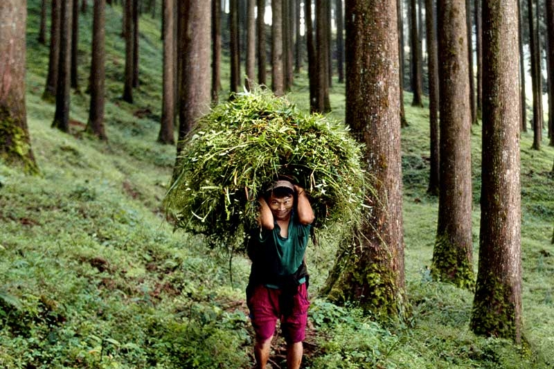 person walking in the woods