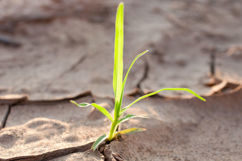 Plant in the dry soil