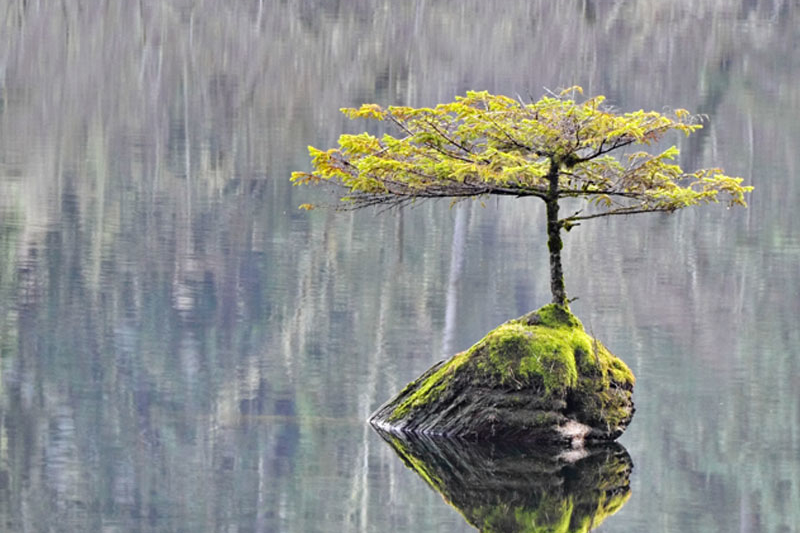 Small bonsai in a remote lake