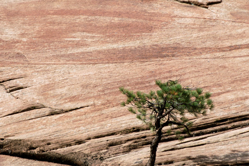 Lone tree growing in rock formation