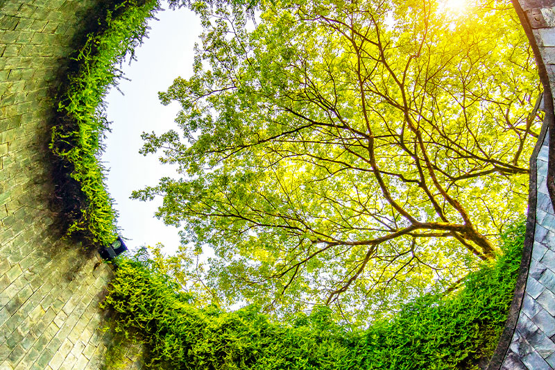 upward tree view