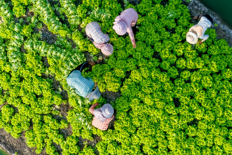 lettuce farm