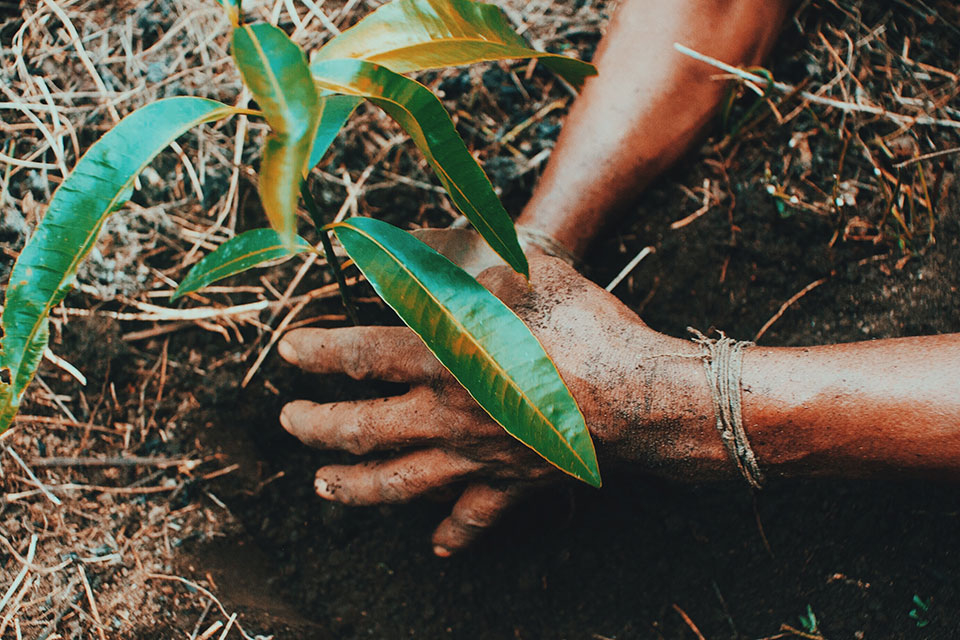 A close up of hands planting a tiny seedling in soil and straw as part of the Trillion Tree Campaign in the Sierra Nevada de Santa Marta, Colombia.