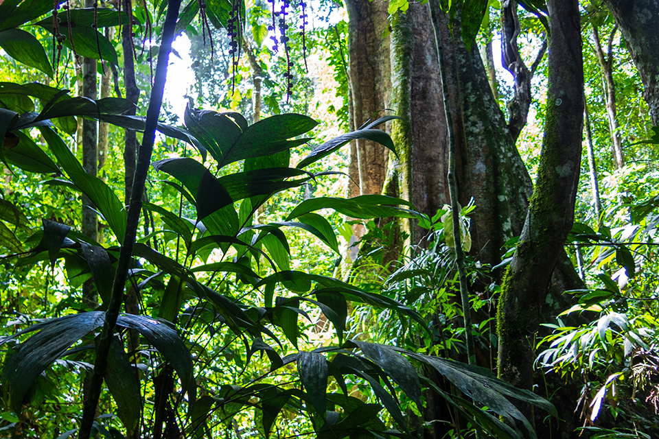 View from the base of the forest floor of foliage, large intertwining tree trunks and a glimpse of sky in the Amazon forest in the Madidi National Park, Bolivia.