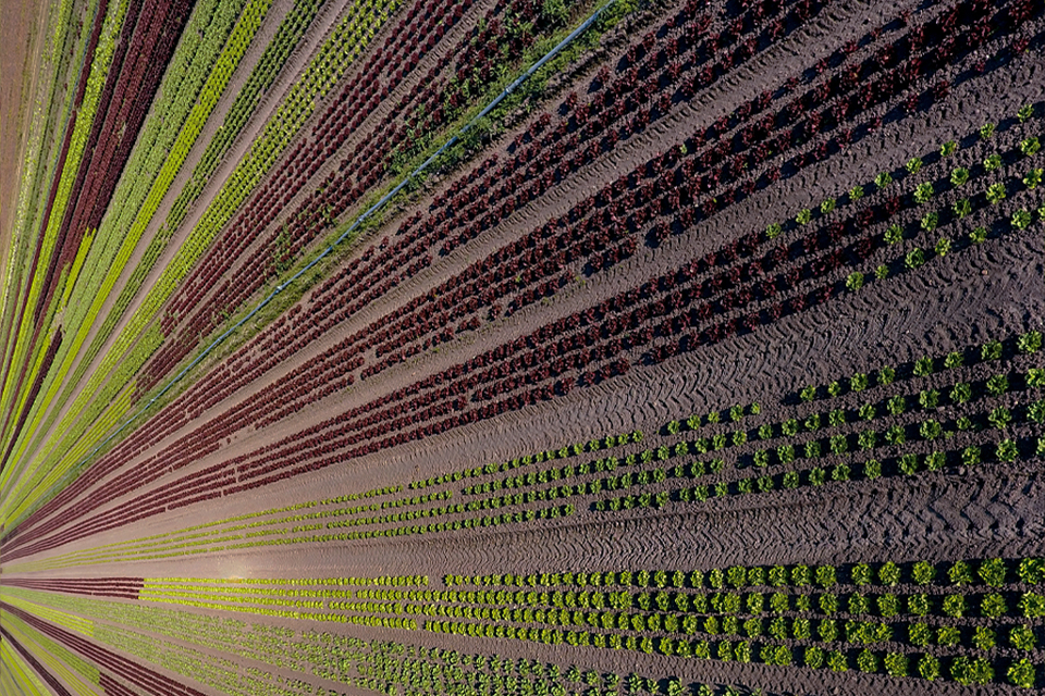 An aerial view shows rows of different varieties of lettuce planted in the ground. The lettuce varieties are different colors, and form horizontal stripes.
