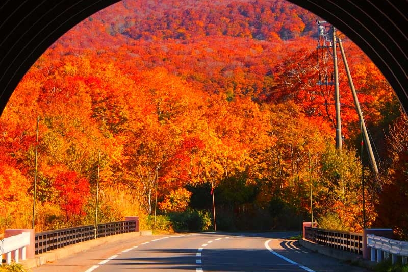 tunnel in autumn
