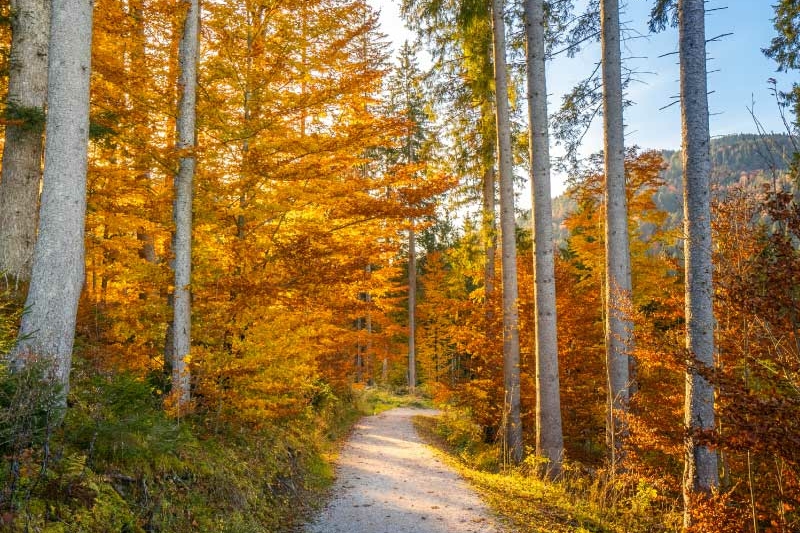 forest in autumn