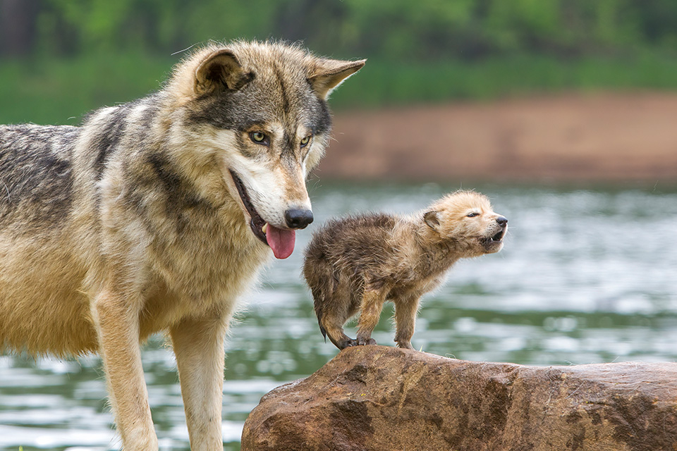 Call of the wild gray wolves