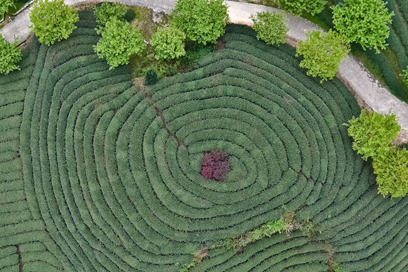 mountain tea garden aerial