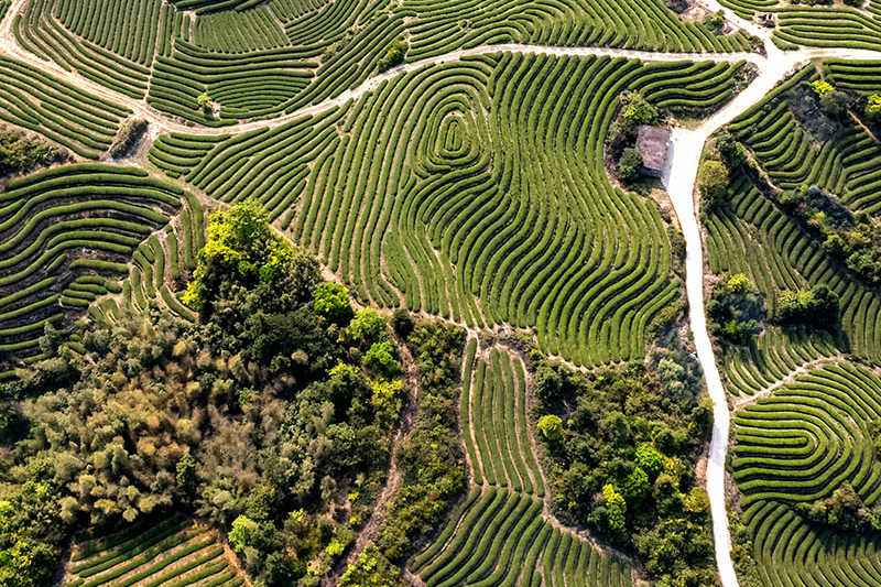 aerial view of tea plantation