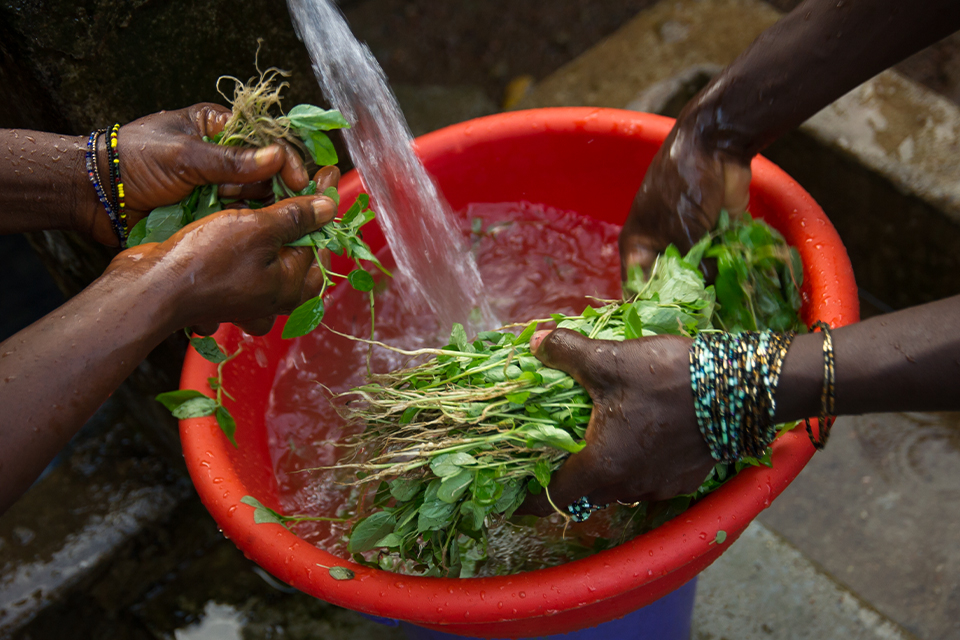 Two pairs of hands, one left, one right, wash leafy greens in a red bucket, under a stream of water from a water gravity system in a village in northern Sierra Leone. The water is drawn from a local mountain.