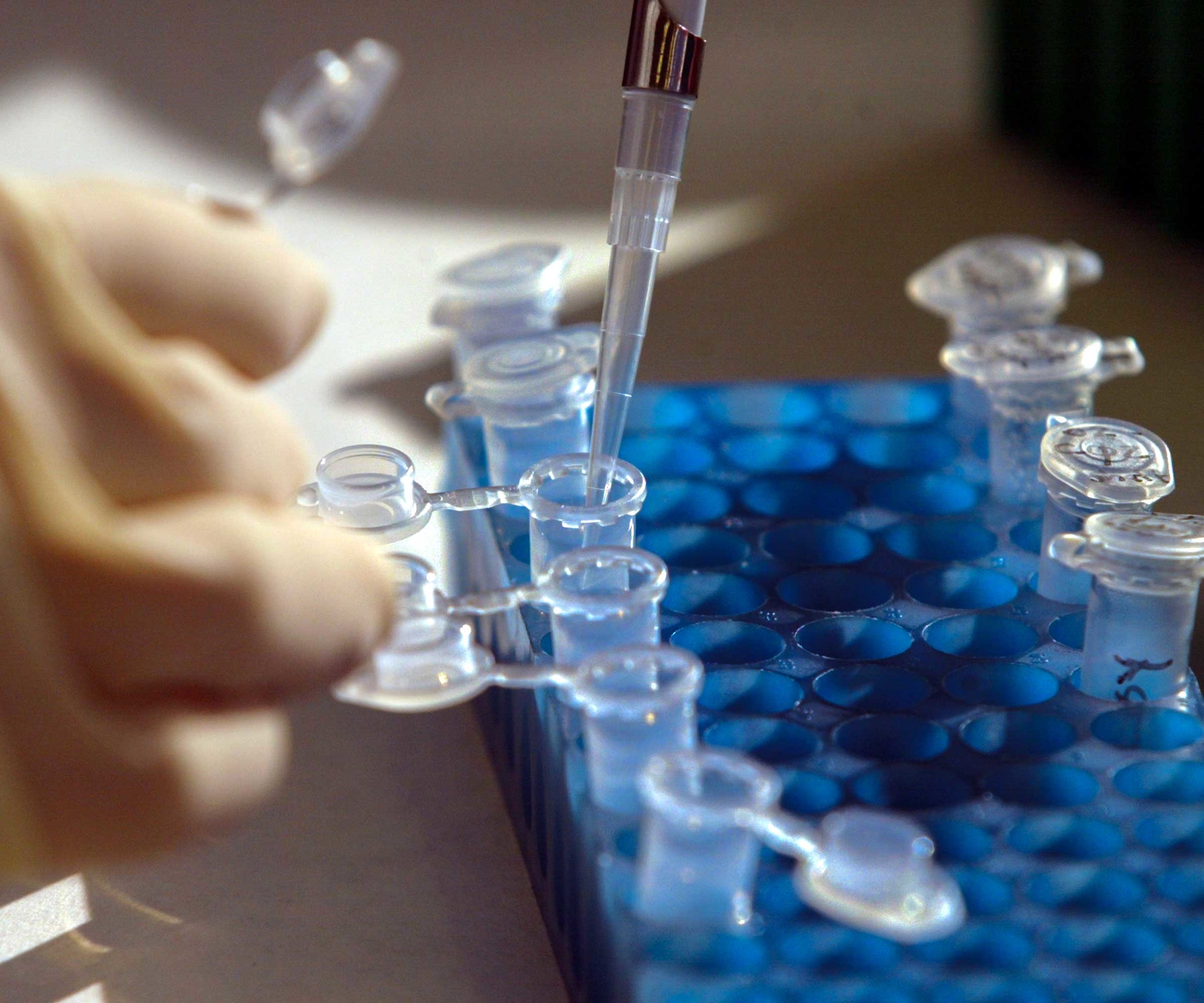 A forensic scientist who is a prosecutor with the Orange County District Attorney's office analyzes DNA dilutions as part of a collaboration with Project Innocence to review the cases of 20 inmates who may have been wrongly convicted. © Mark Boster/Getty Images