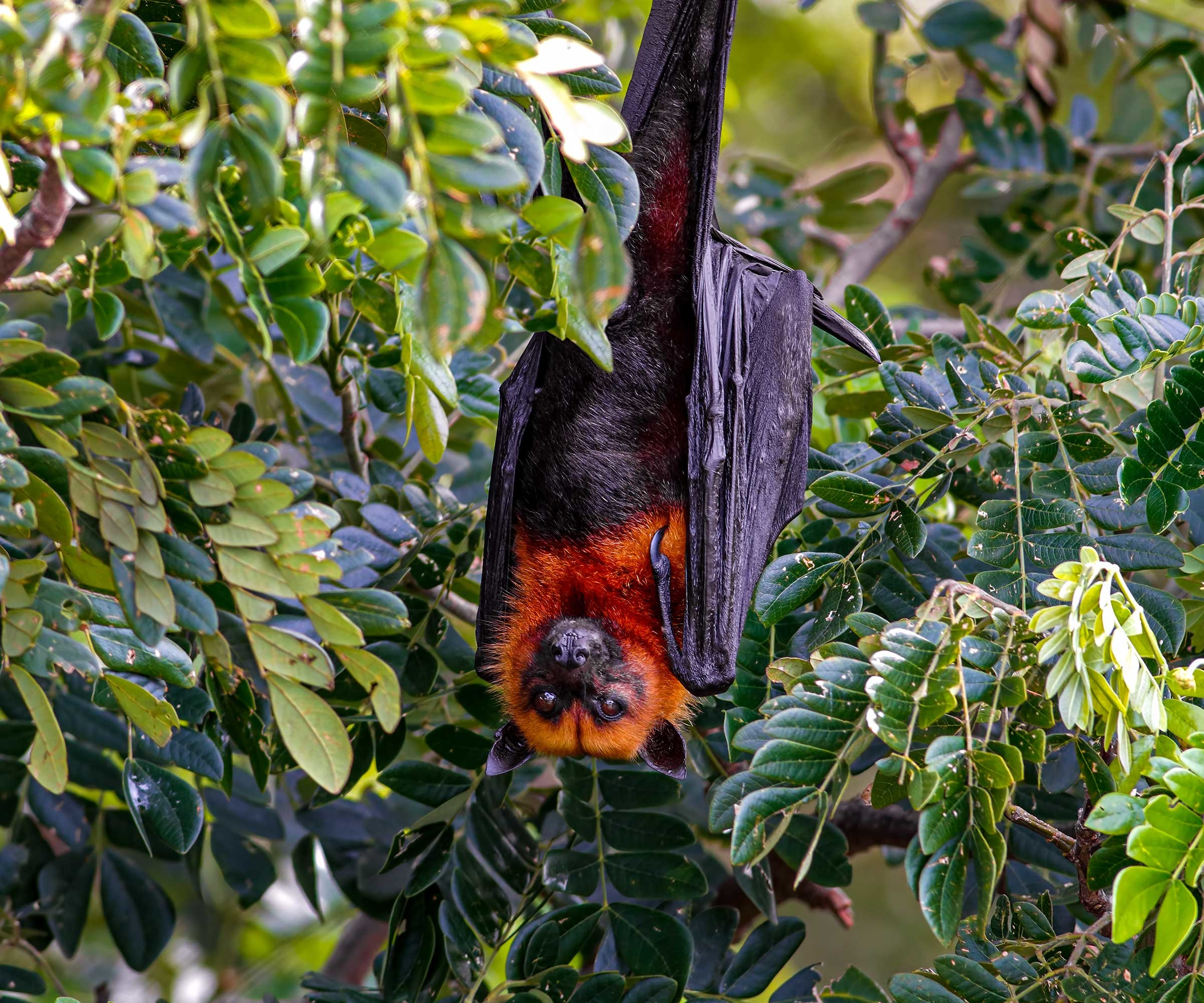 A Lyle’s flying fox bat in Thailand. © Rapeepong Puttakumwong