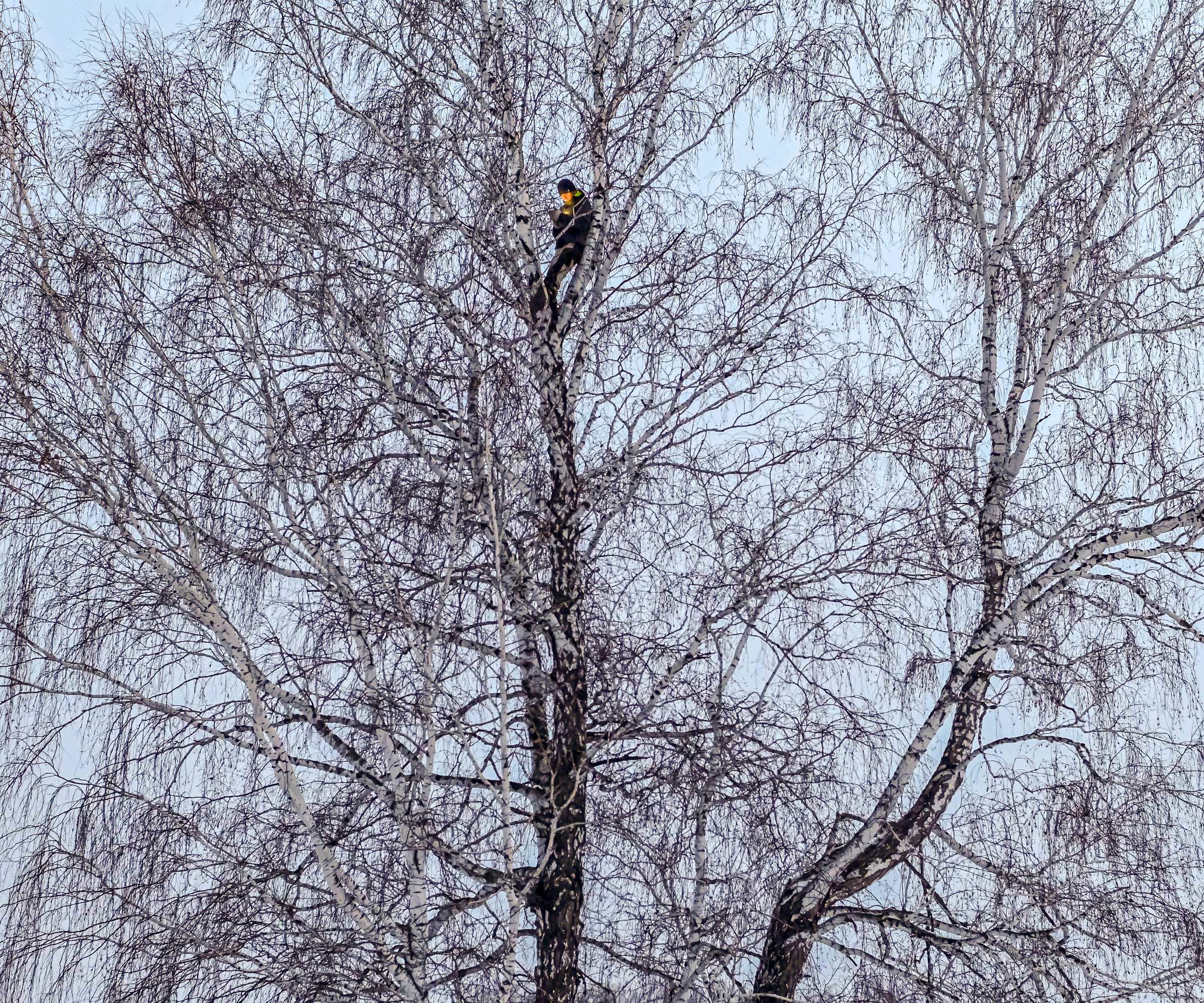 A  student in Siberia scales a birch tree in search of internet access for an online class. © Alexey Malgavko/Reuters