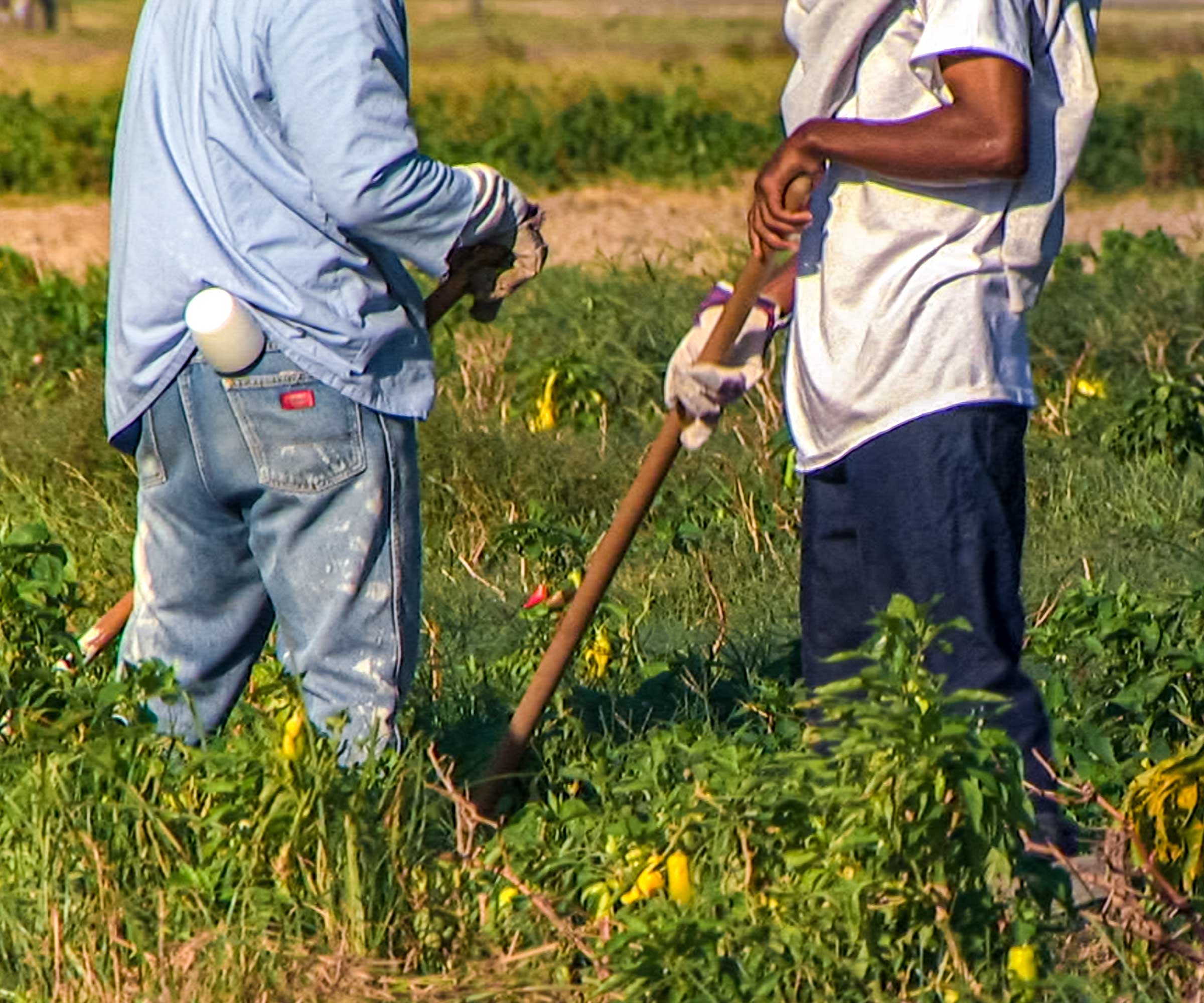 Prisoners at the maximum security Louisiana State Penitentiary known as Angola at work in the prison farm. © HBO