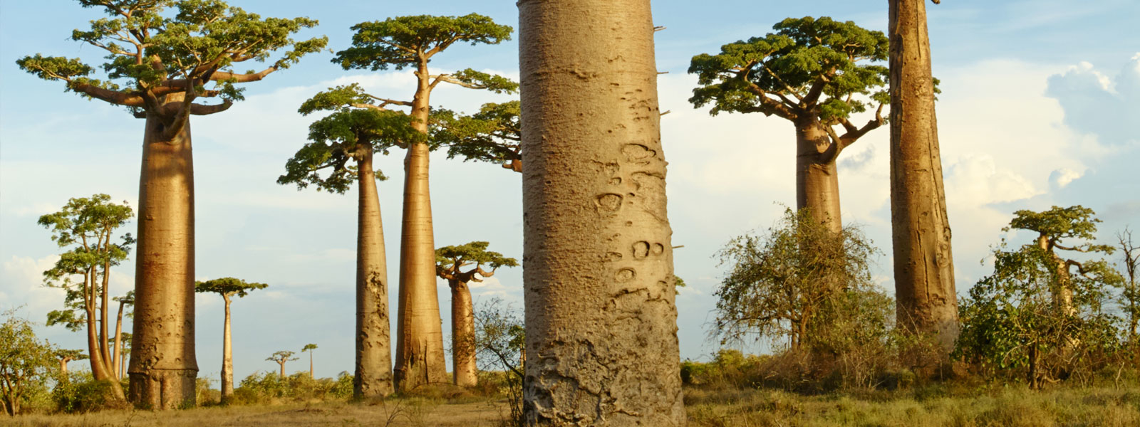 Boabab trees