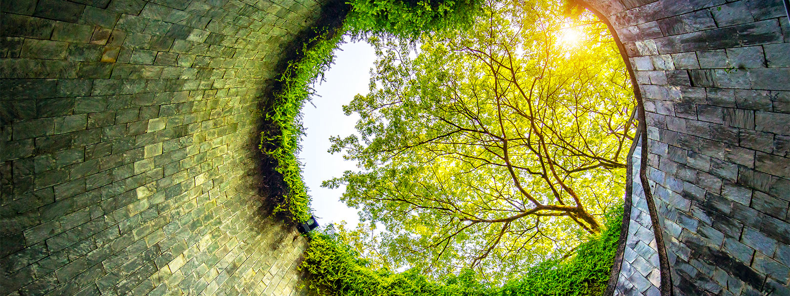 upward tree view