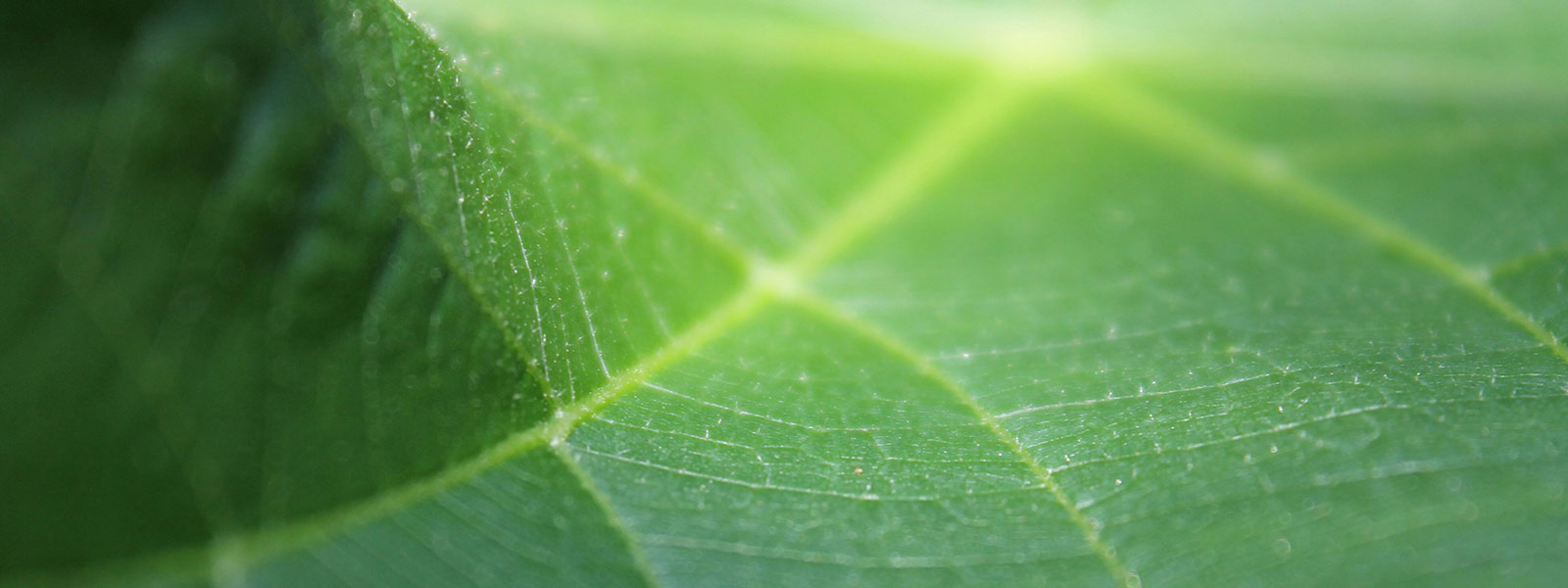 leaf up close