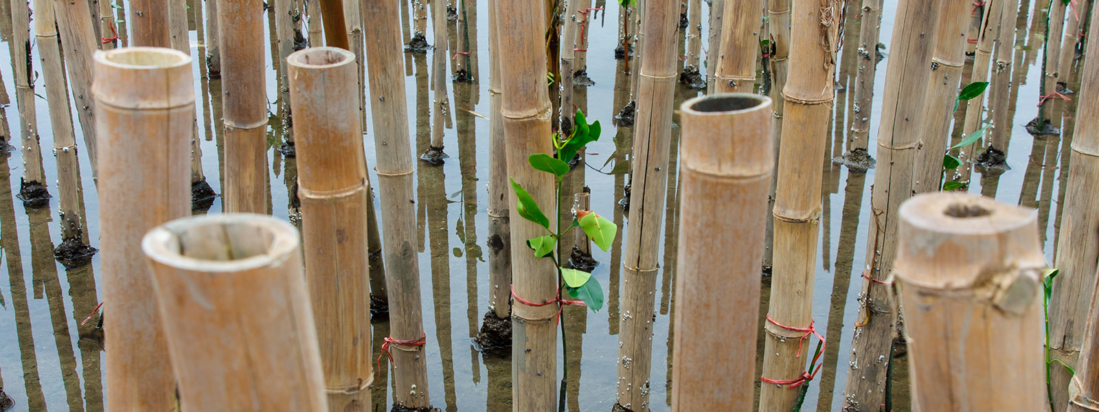 bamboos