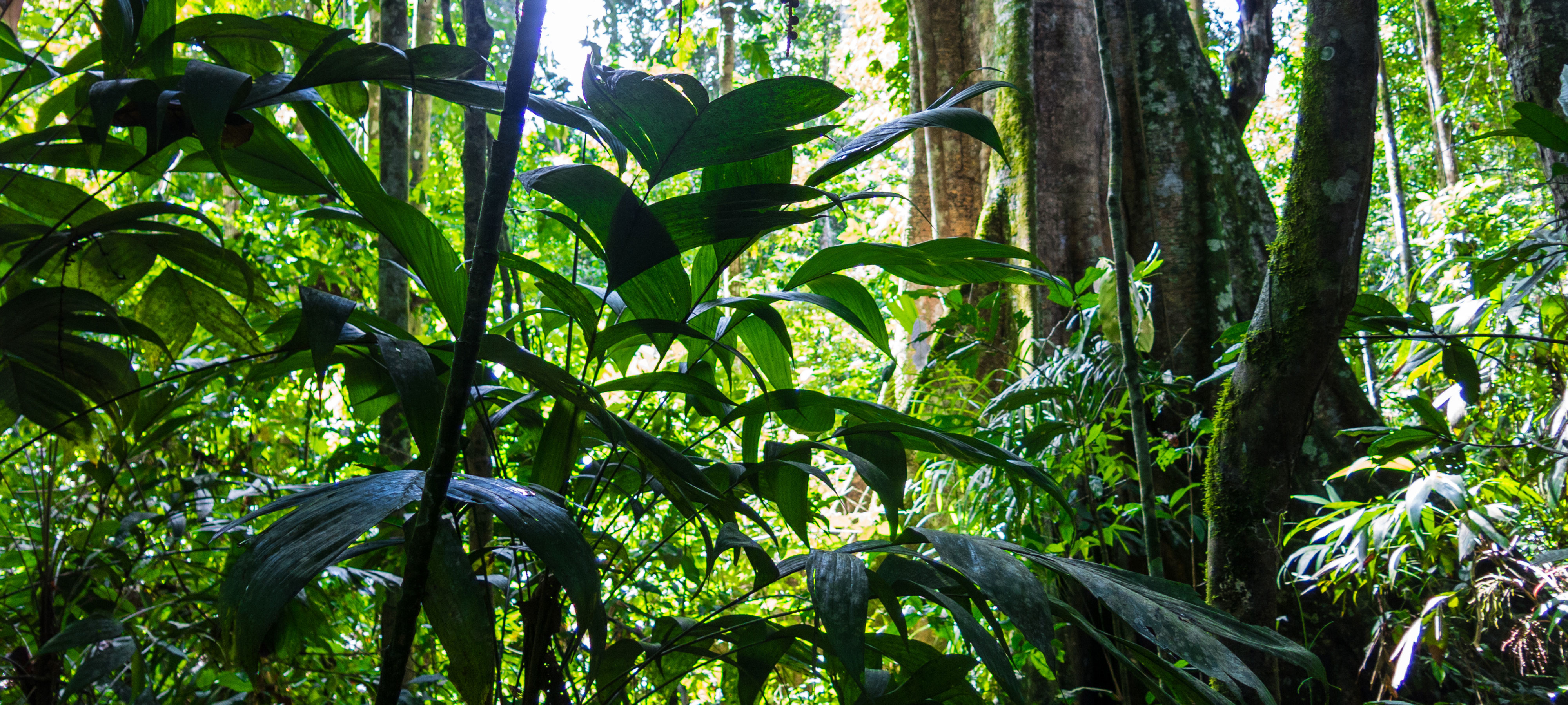 View from the base of the forest floor of foliage, large intertwining tree trunks and a glimpse of sky in the Amazon forest in the Madidi National Park, Bolivia.